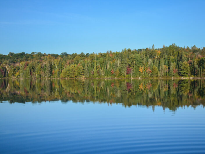 Parc Algonquin (Ontario)